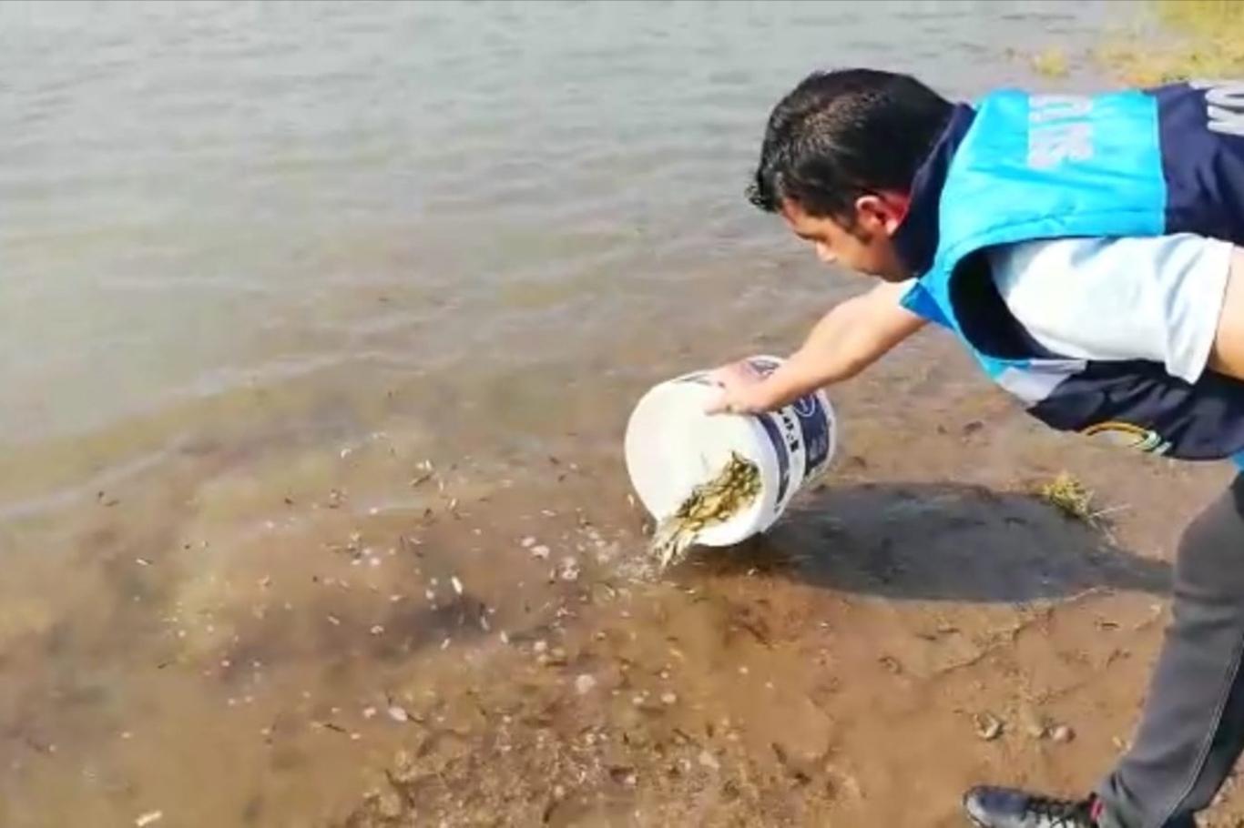 Siirt'te göletlere 55 bin yavru pullu sazan balığı bırakıldı Siirt'te göletlere 55 bin yavru pullu sazan balığı bırakıldı